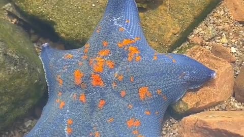 starfish