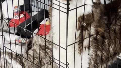 Sophie the Dog's Shenanigans