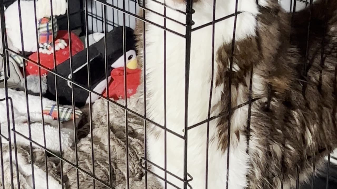Sophie the Dog's Shenanigans