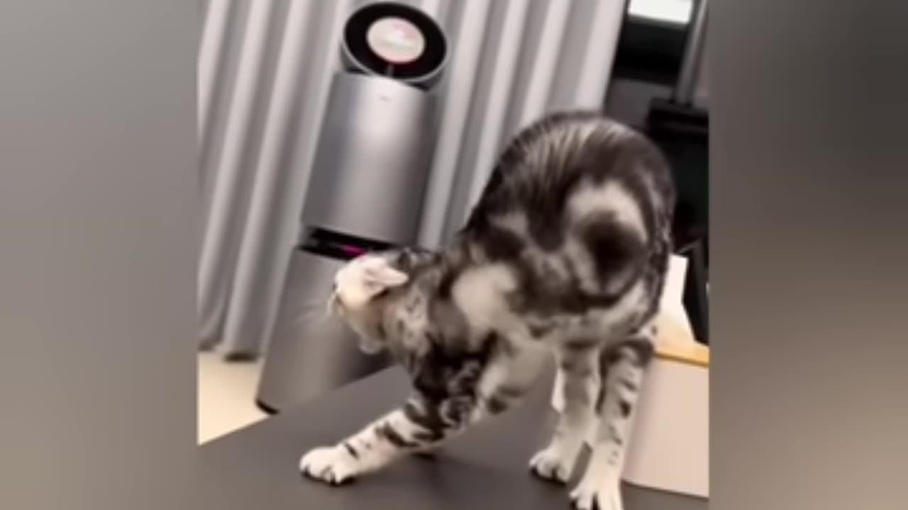 Part 2 funny cats