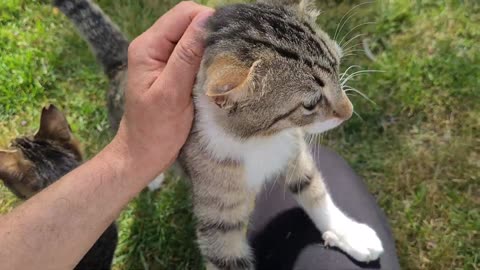Very naughty and sweet little kittens