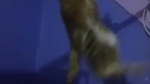 Funny cat playing sports