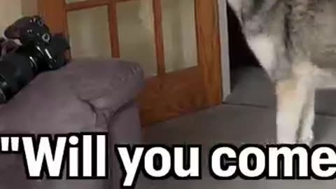 Husky Suddenly remembered He's Not Meant to do that !
