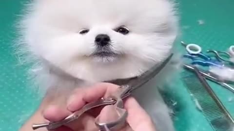 cute dog
