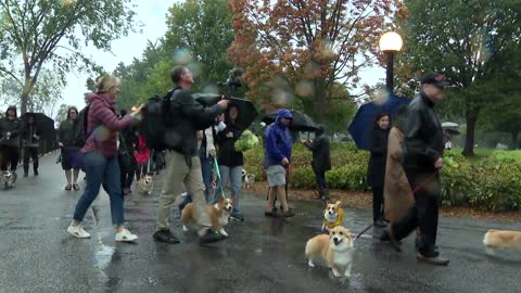 Queen Elizabeth death Ottawa corgis march with Sons of Scotland Pipe Band