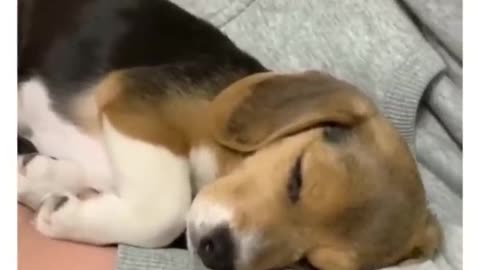 funny animal!!