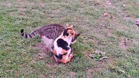 These cats are lovers ❤️ Friendly male and female cats.