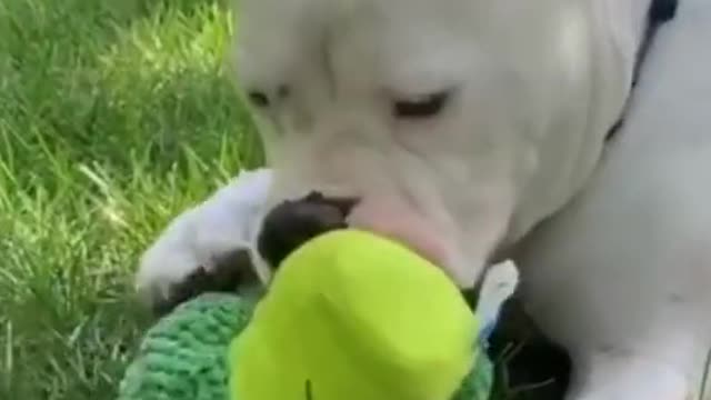 A former military pilot has gone to the dogs # bekind # animals