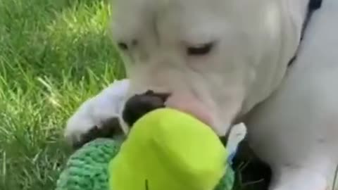 A former military pilot has gone to the dogs # bekind # animals