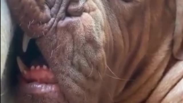 Funny dog videos try not to laugh this🤣