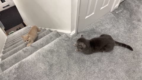 New Kitten Intimidates Cat