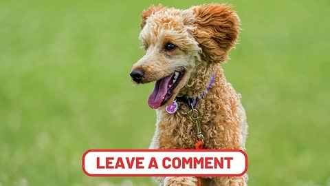 7 Reasons You Should NOT Get a Standard Poodle