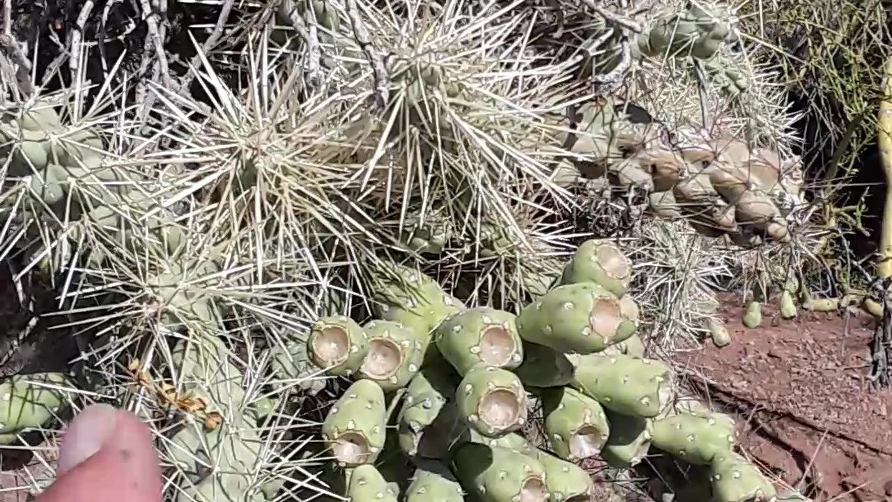 A bird building a nest in a cholla cactus, what a beautiful job. 4/20/23 AZ