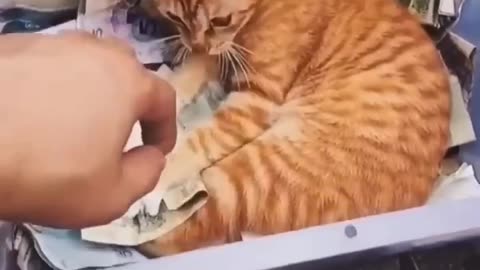 Funny cat😅This cat will be the richest cat on earth😂