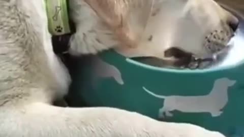 Funny Dogs