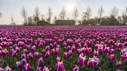 Tulip Timelapse Netherlands 2019 - 4K