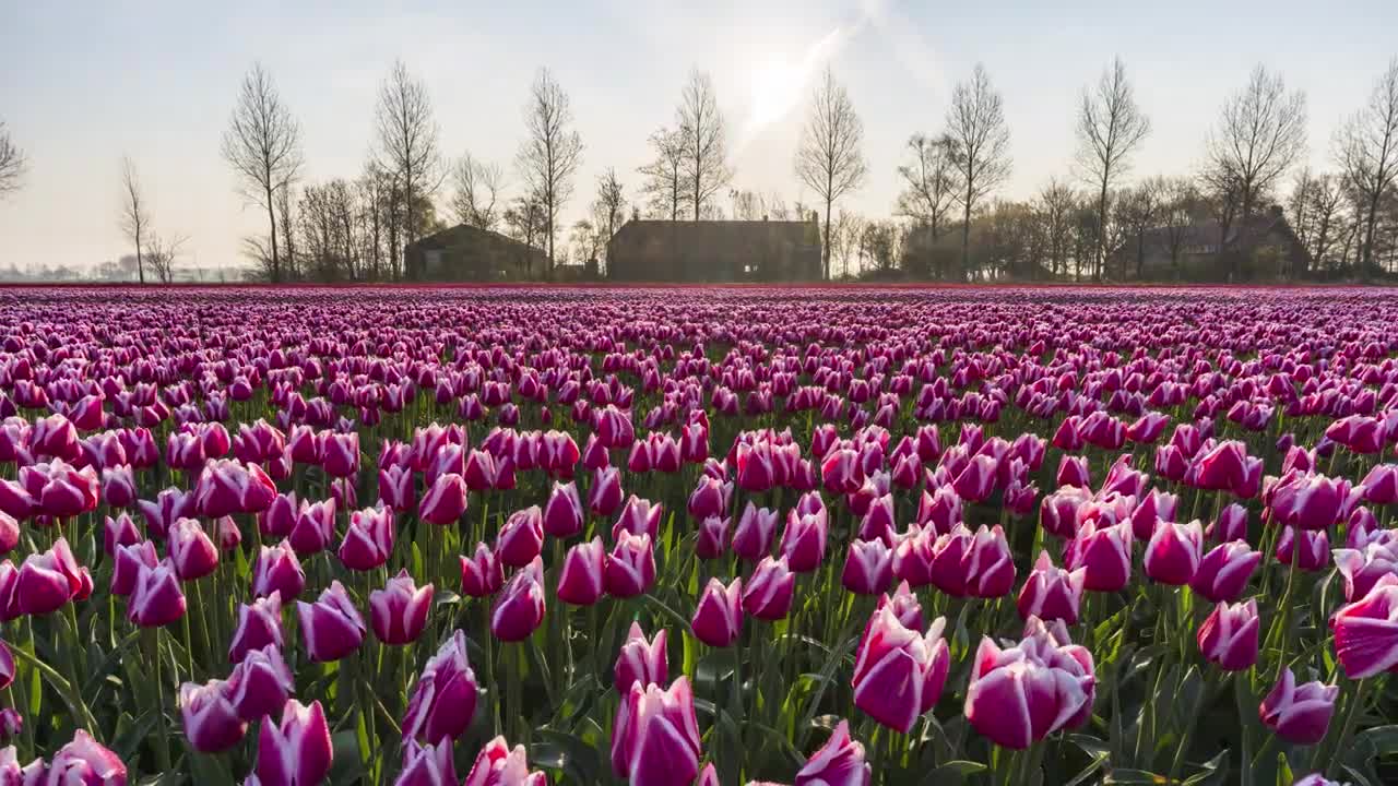 Tulip Timelapse Netherlands 2019 - 4K