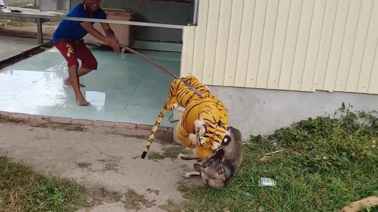 Fake Tiger scares the hell out of dogs. Prank, Dog Run Very Funny Prank Video 2021
