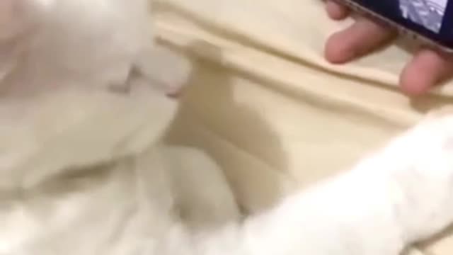 cat listening to music while nodding