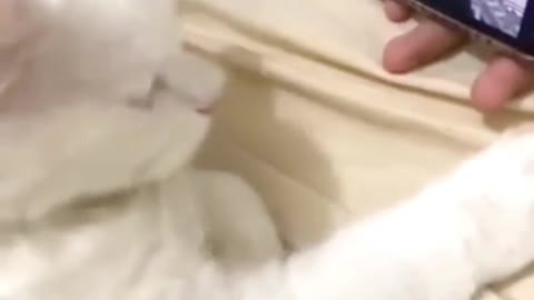 cat listening to music while nodding
