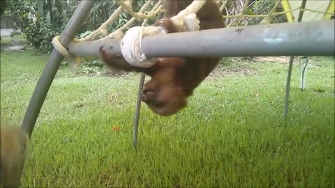 Baby sloths being sloths _FUNNIEST Complication