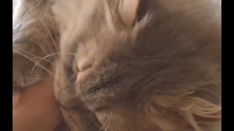 Having a cuddly cat is the biggest obstacle to my job!