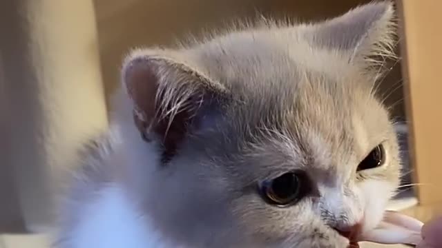 Cute cat eating