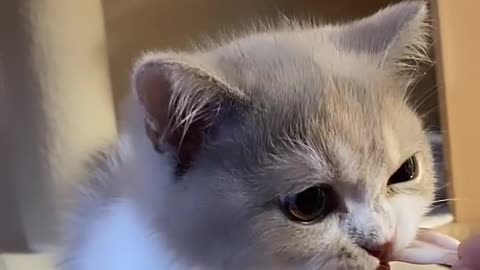 Cute cat eating