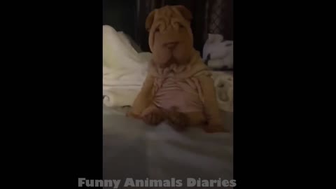 Cute Animals Videos - 😂 Try Not To Laugh | Amazing Animals