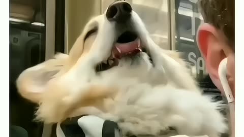 Sleepy dog