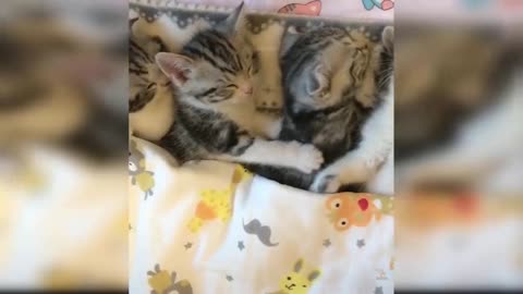 Cute Naughty Cat