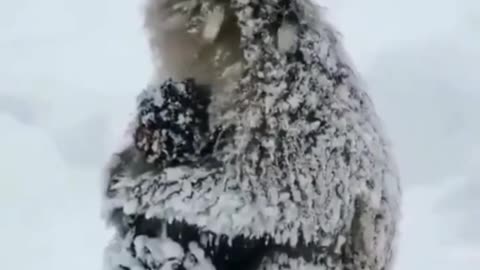 Monkey🐒🐒🐒 video animals 😭😭😭😭