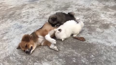 Cute Puppy - Funny and Cute Dog Videos Compilation 2023