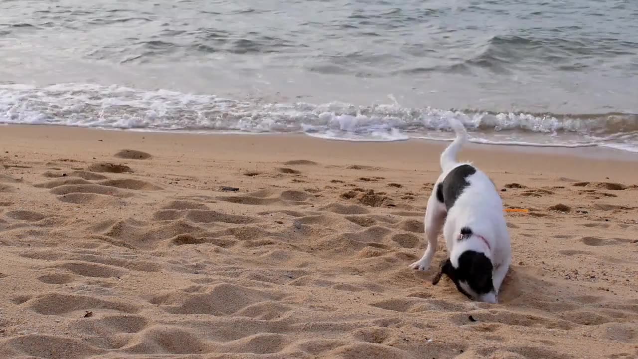 Crazy Dog Action 😍