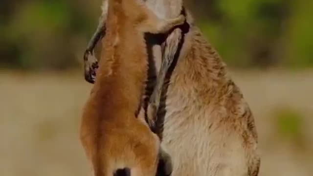 Affection is the most solid and lasting happiness #shorts #shortsvideo #viral #video