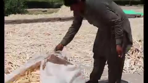 Amazing Popsicle Sticks Mass Production Factory