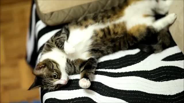 Sweet and Lazy Cat is Lying on Her Back and Making Funny Meows