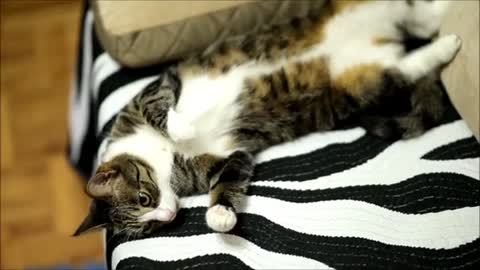 Sweet and Lazy Cat is Lying on Her Back and Making Funny Meows
