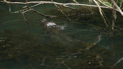 The most dangerous crocodile
