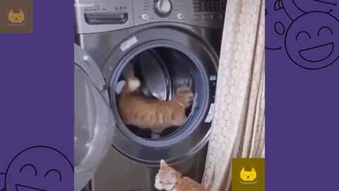#8 Funny Cat Videos Compilation that will make your day