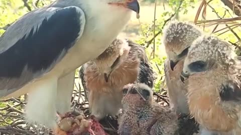 Bird life in nest, mother father bird and baby bird daily life
