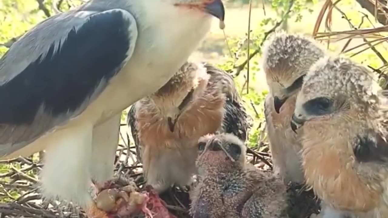 Bird life in nest, mother father bird and baby bird daily life