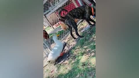 Funniest Cats and Dogs 2023