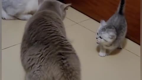 🐱 : Fight me, not my son