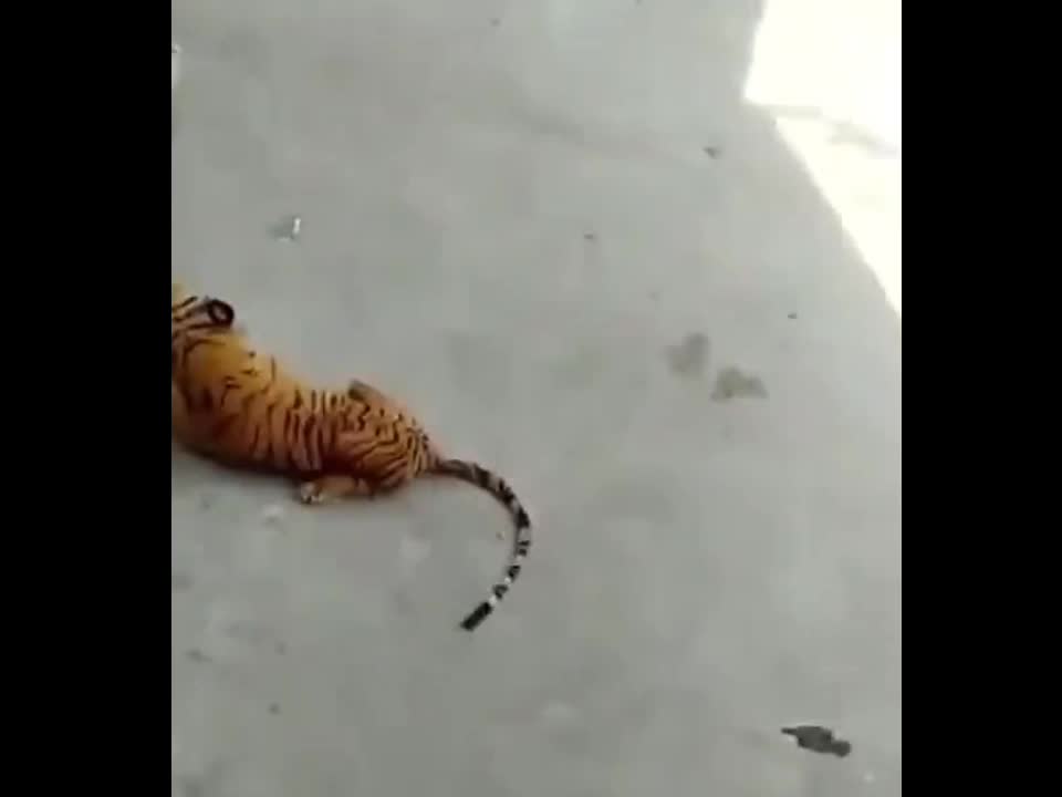 Prank dog with tiger doll so funny 2021