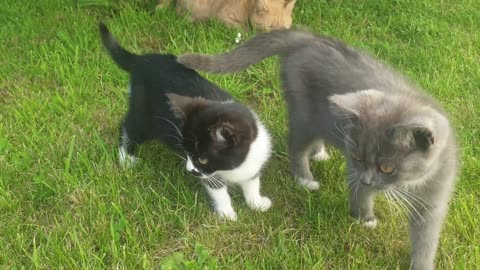 Cute cat 4