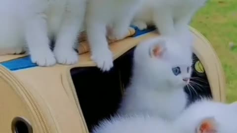 Cute cat attitude status 🐈