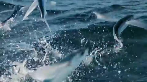 ऐसे जानवर जिनके पास है SuperPower..!🔥😱 #shorts #animals #viral