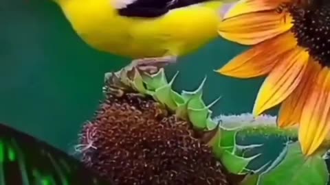 Love bird
