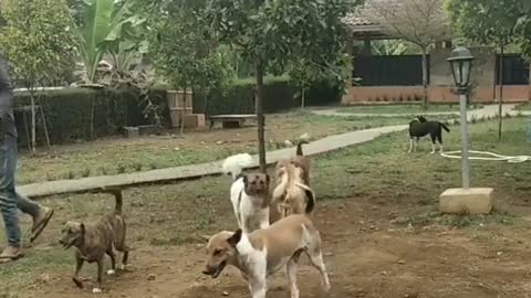 call the dogs to gather